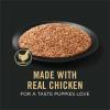 imagePurina Pro Plan Sport High Protein Puppy Food Chicken and Rice Entree Wet Formula  Pack of 12 13 oz Cans